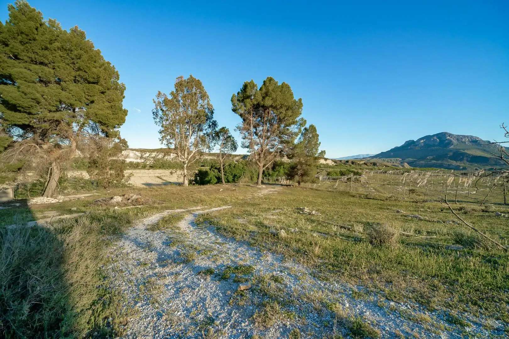 Terreno en venta en Cortes de Baza