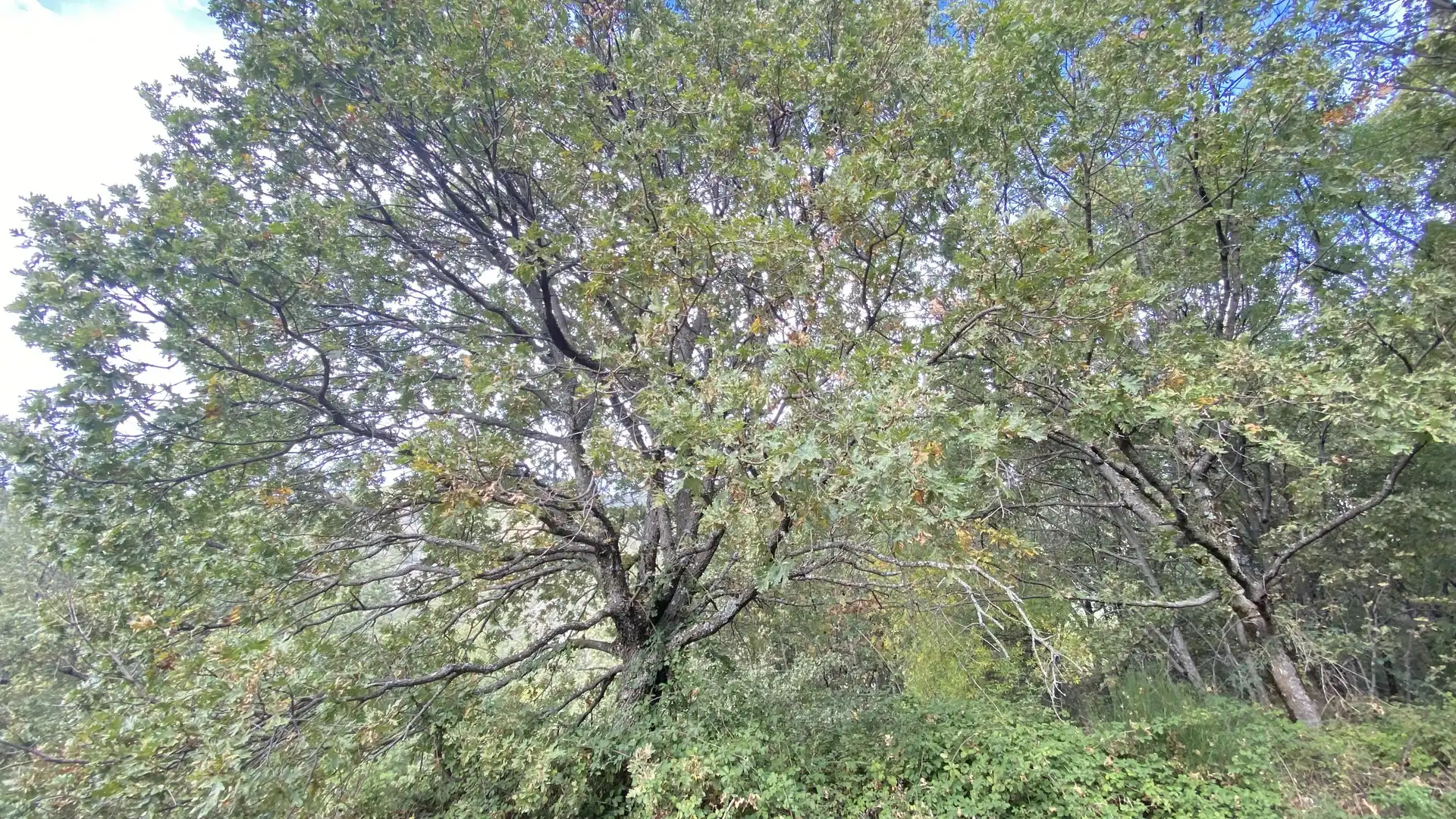 Terreno en venta en Tornavacas