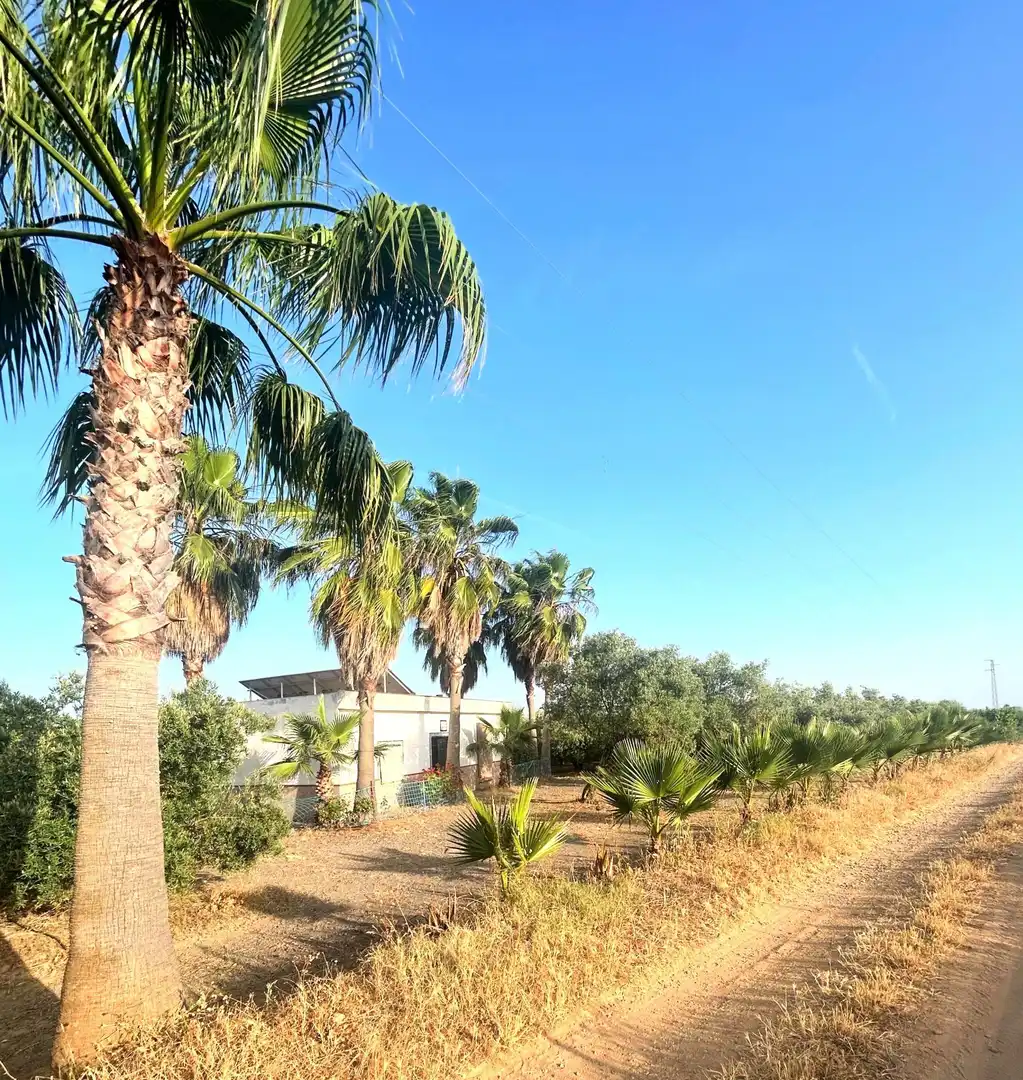 Casa o xalet en venda en Alcolea del Río amb Terrassa