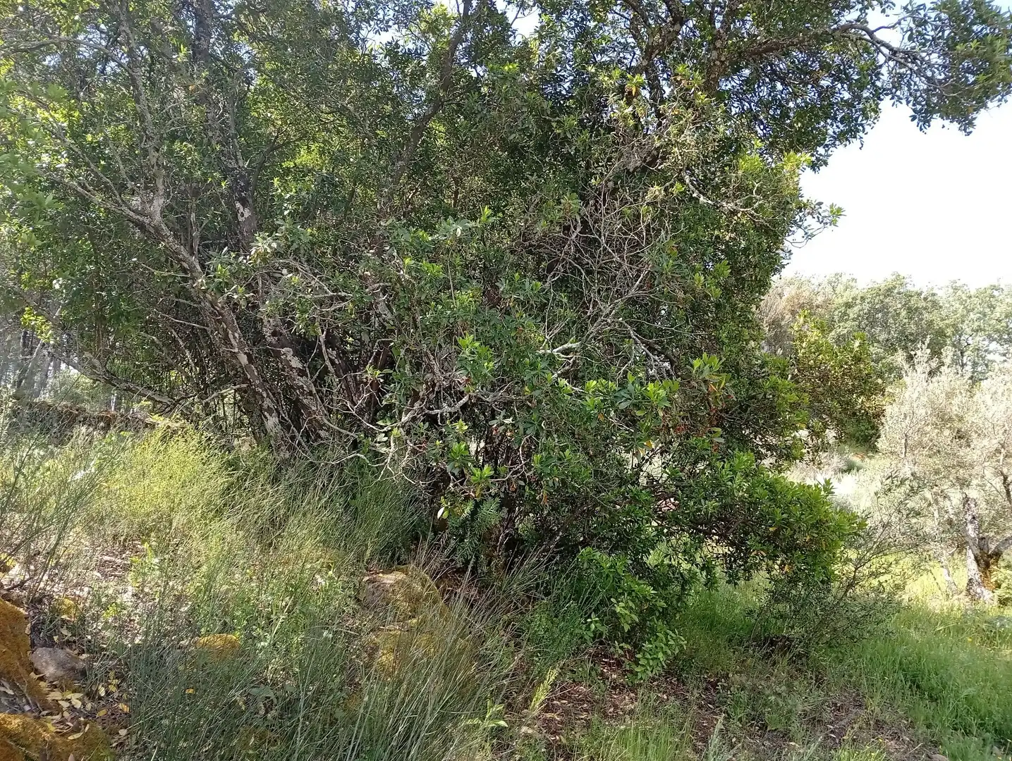 Terreni e lotti in vendita a Villanueva de la Vera, imagen 71