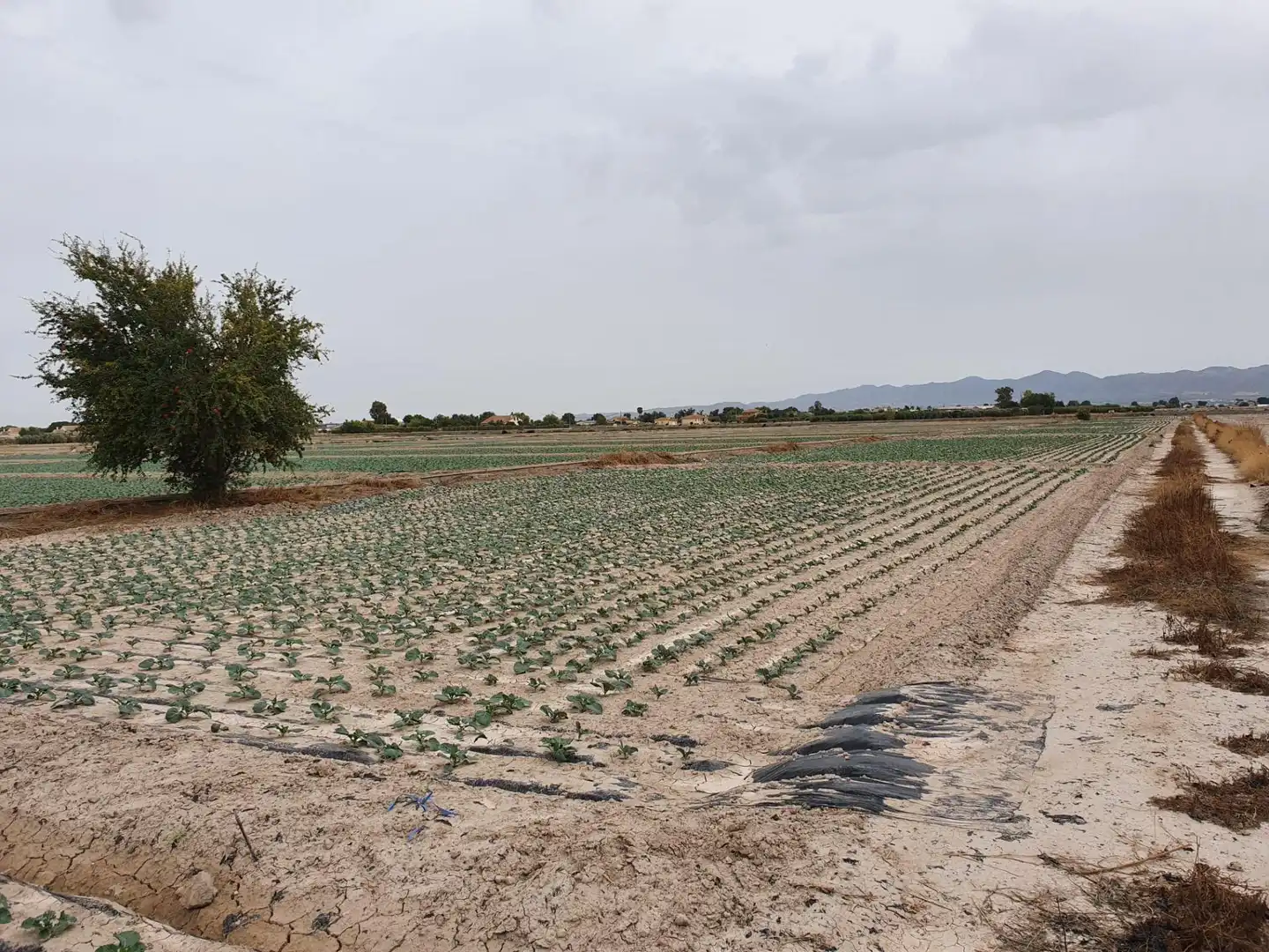 Terreni e lotti in vendita a Pedanías Centro, imagen 5