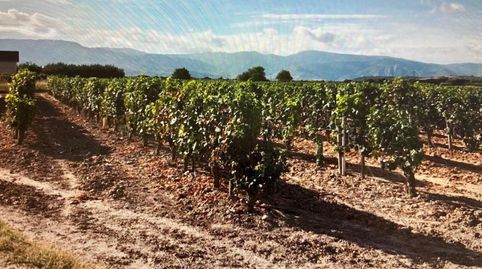 Finca Rustica en Entrena. 3600 metros, posibilidad de caseta de 20 metros.