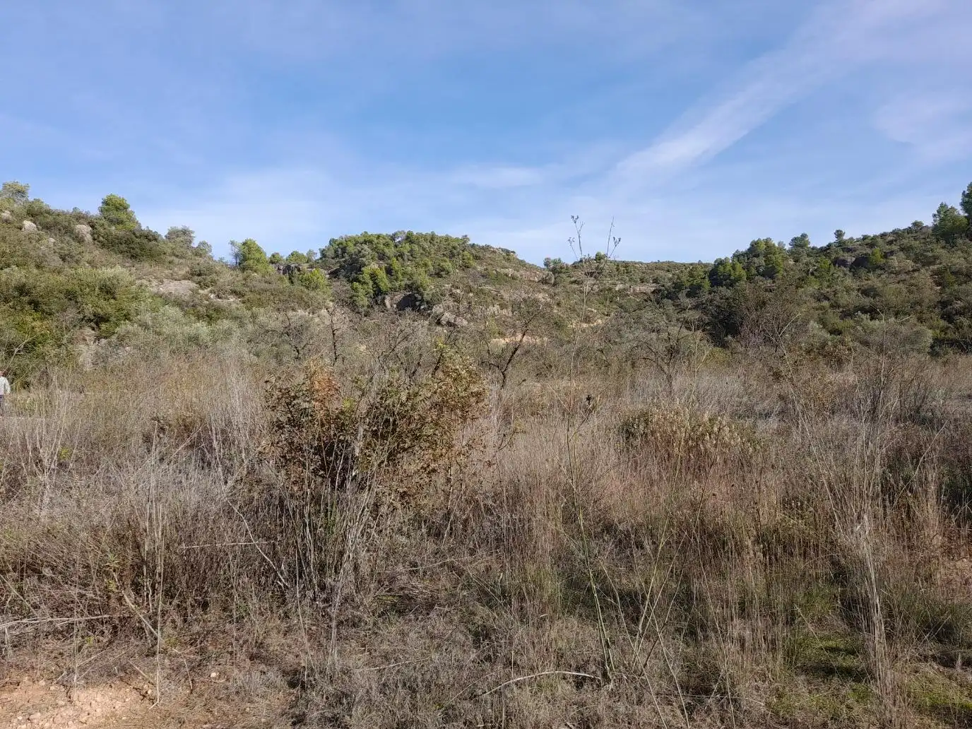 Land for sale in La Palma d'Ebre