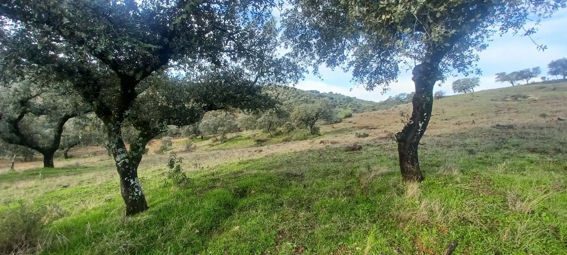 Terreni e lotti in vendita a Cazalla de la Sierra, imagen 50