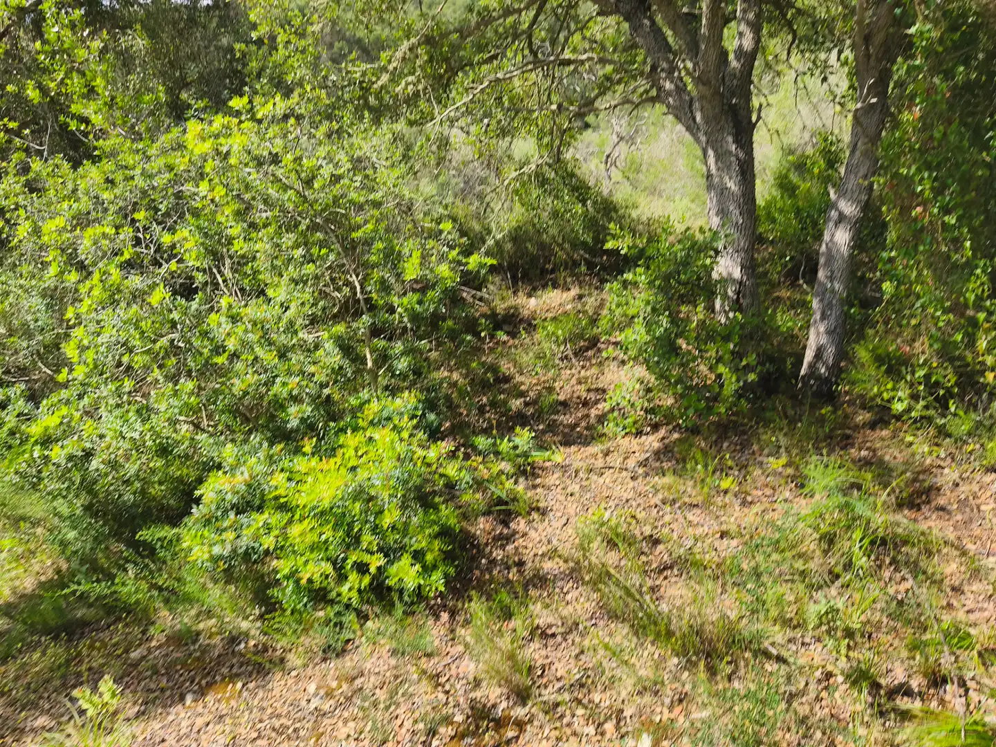 Terreno rustico in vendita a Algaida, imagen 14