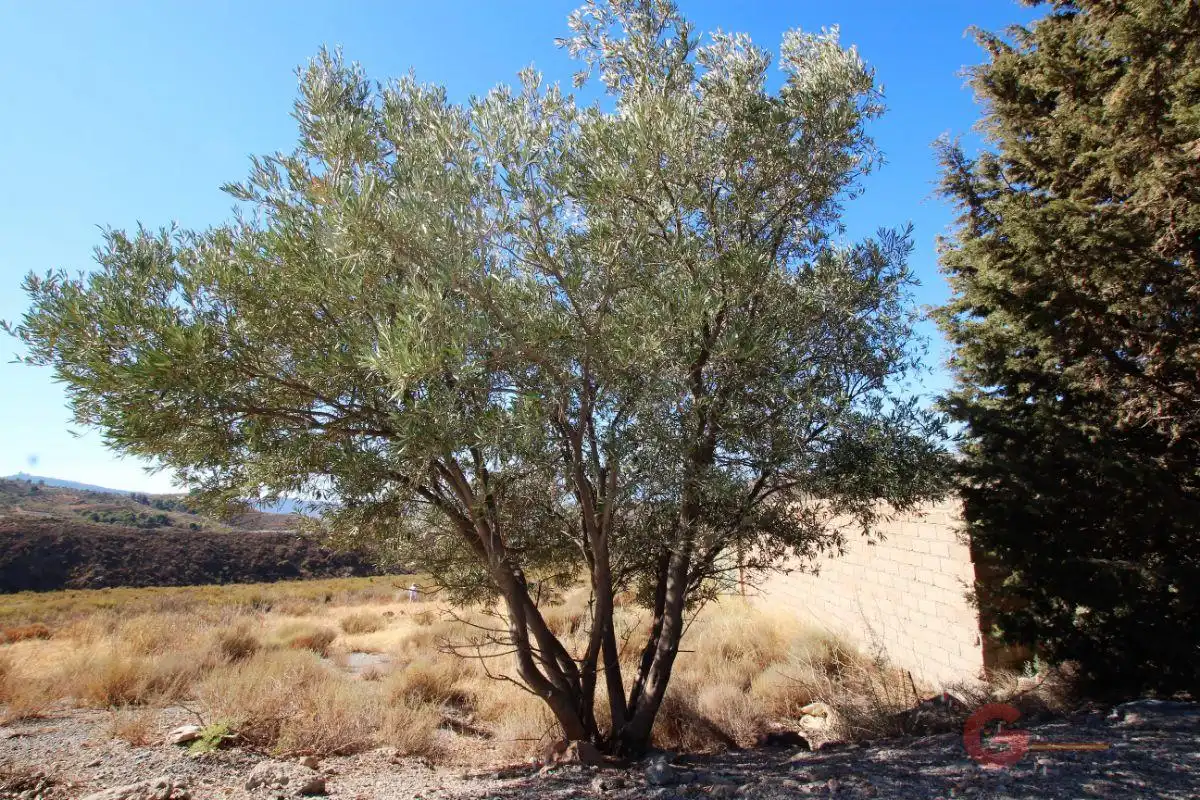 Casa rústica en venda a Vélez de Benaudalla, imagen 39