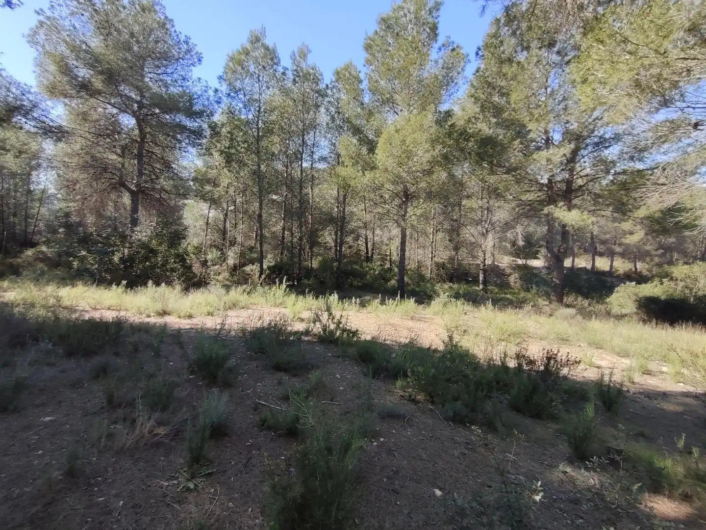 Terreno en venta en Alfara de la Baronia