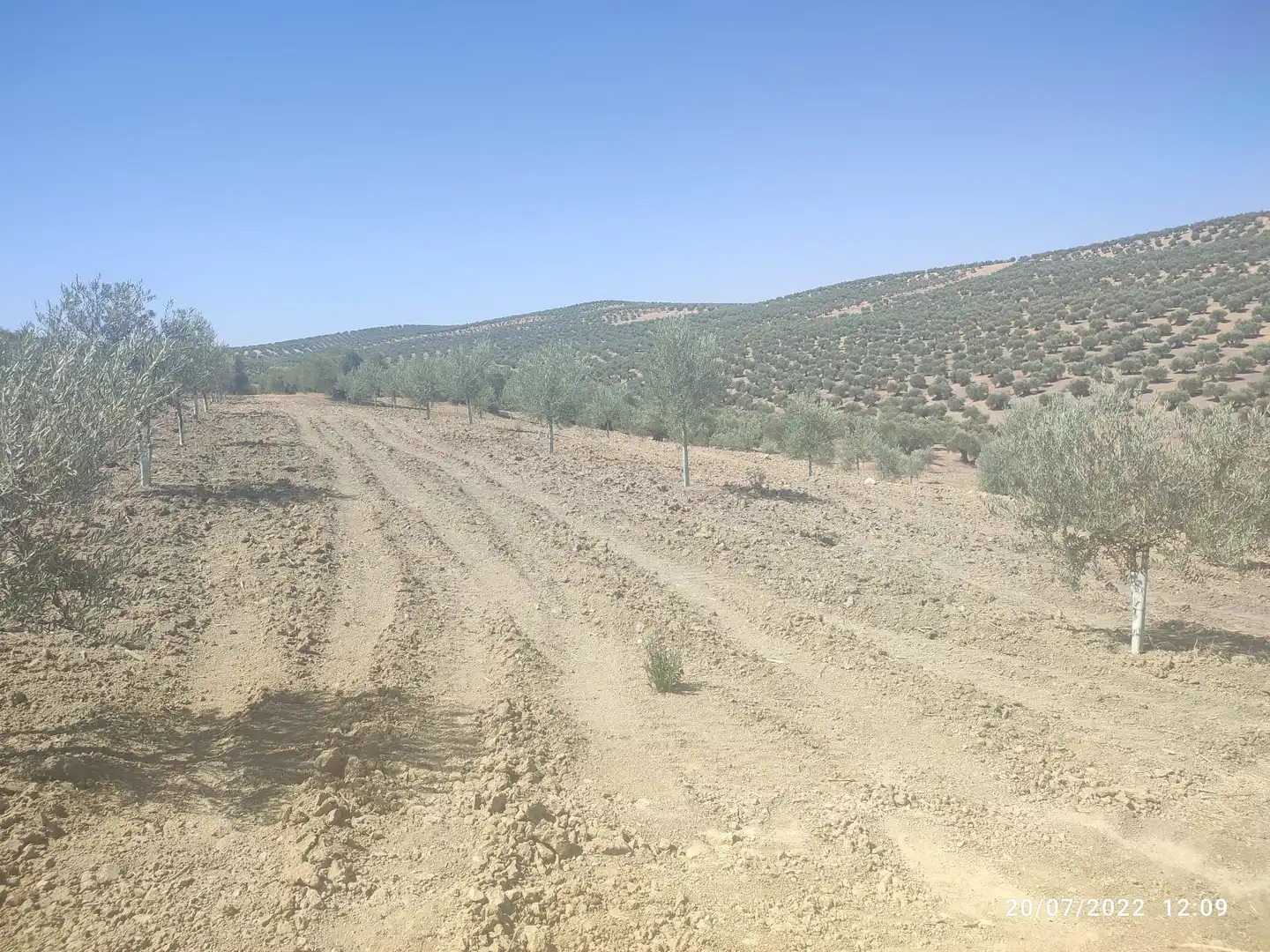 Lands and plots for sale in Bujalance, imagen 2