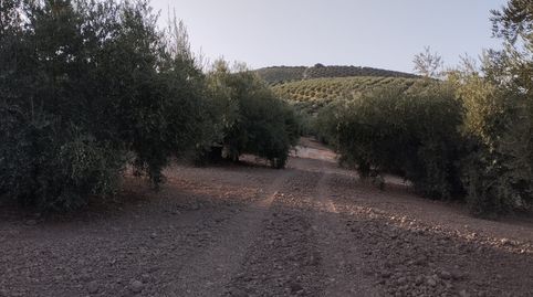 OLIVAR ENTRE CABRA Y EL LLANO DEL ESPINAR, immagine 5