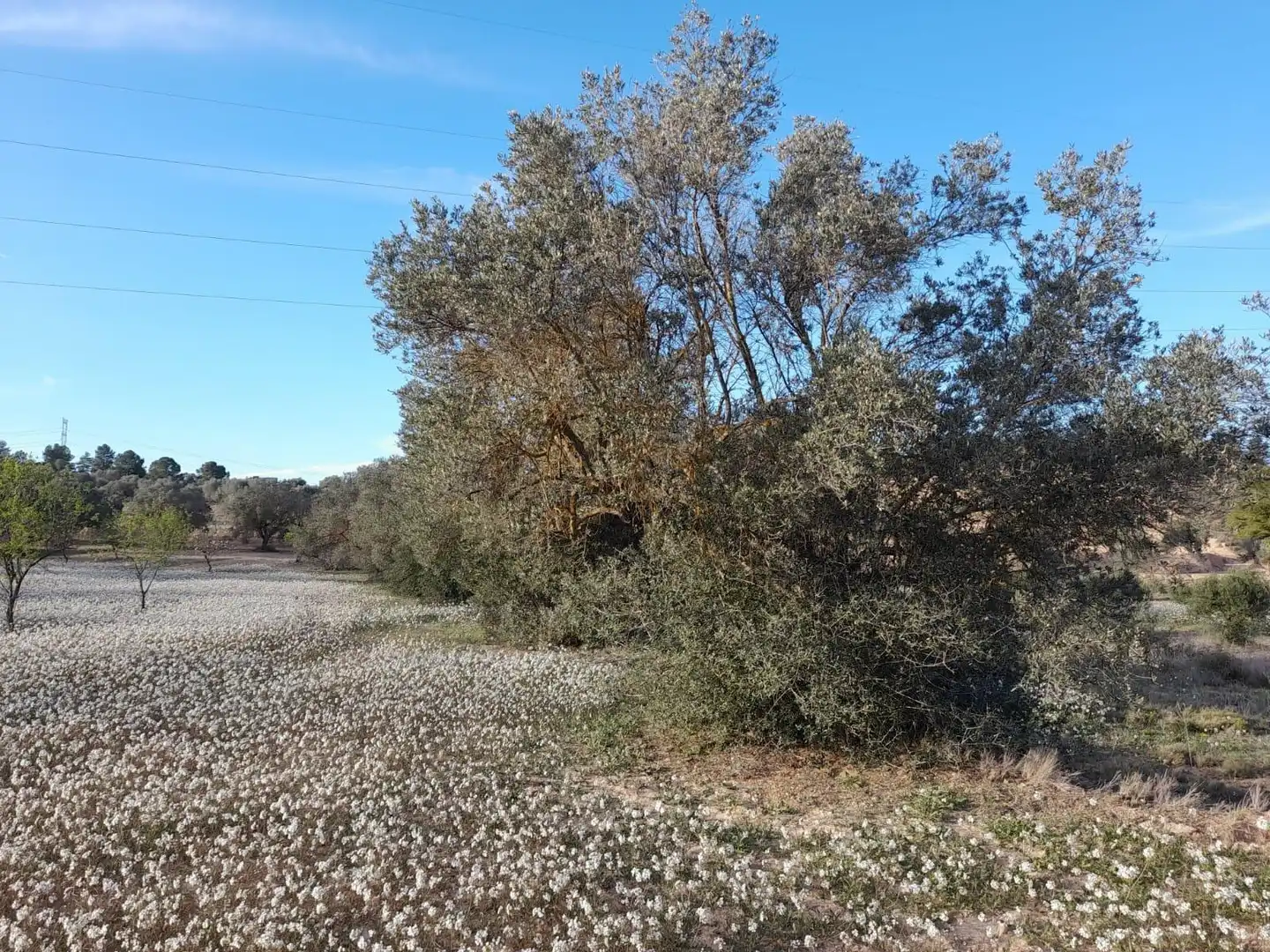Rural land for sale in Ascó, imagen 14