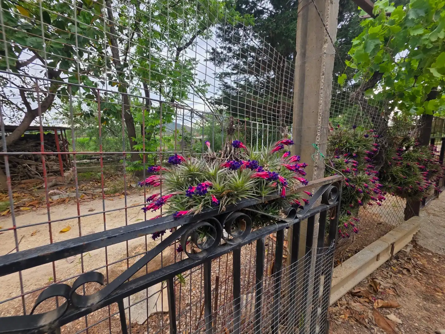 Jardín de Terreno en venta en Amposta