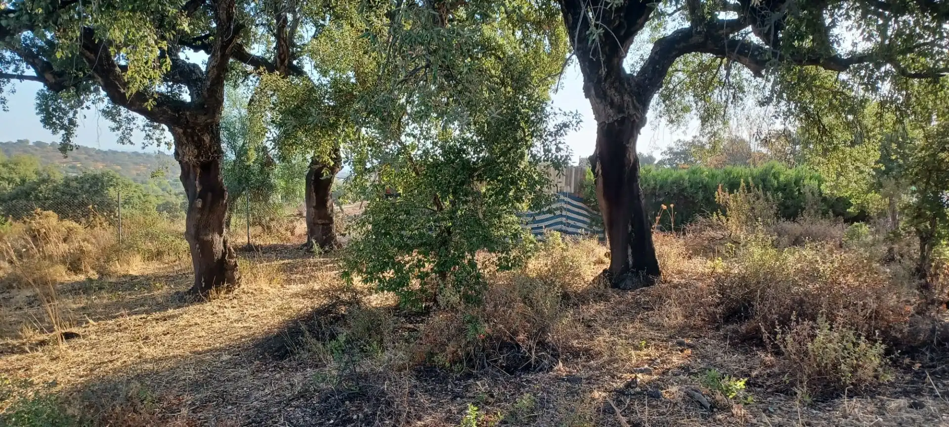 Terreni e lotti in vendita a Castilblanco de los Arroyos, imagen 2