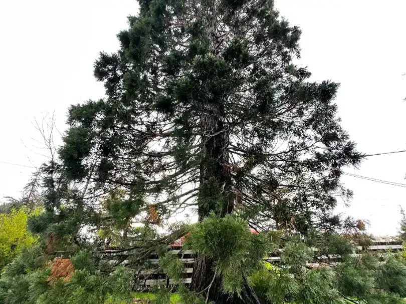 Jardí de Casa o xalet de lloguer en Navacerrada amb Jardí privat, Parquet i Traster