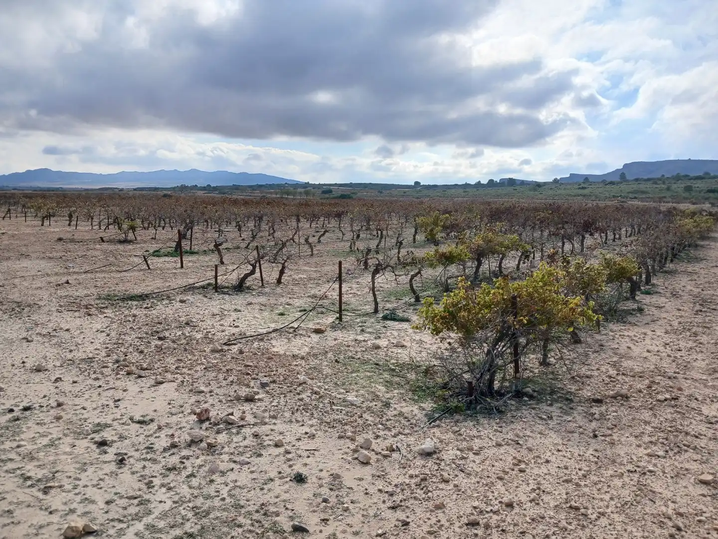 Residential land for sale in Yecla, imagen 24