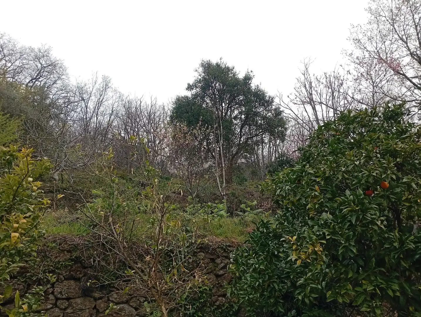Terreni e lotti in vendita a Valverde de la Vera, imagen 25
