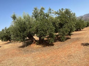 Terreno rustico in vendita a Priego de Córdoba