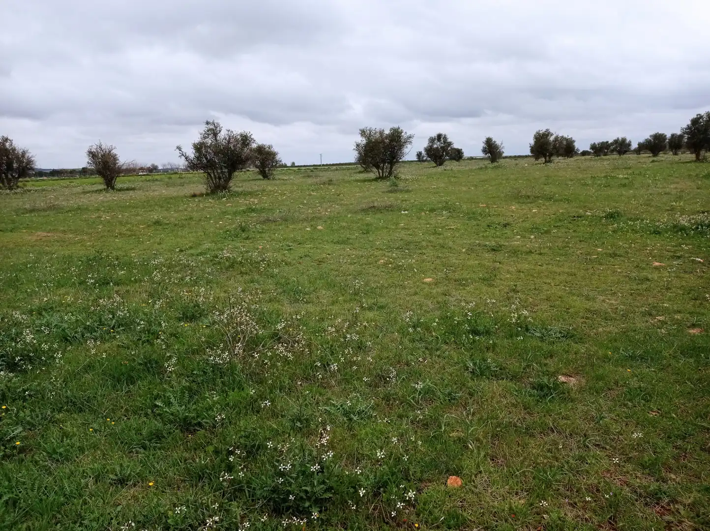 Terreno rustico in vendita a Los Rosales