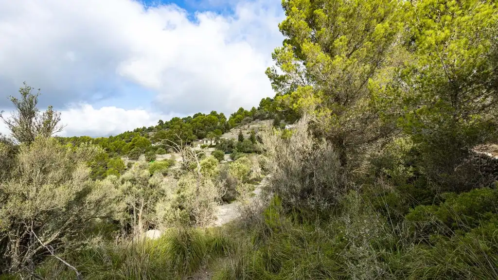 Rural land for sale in Puigpunyent, imagen 12