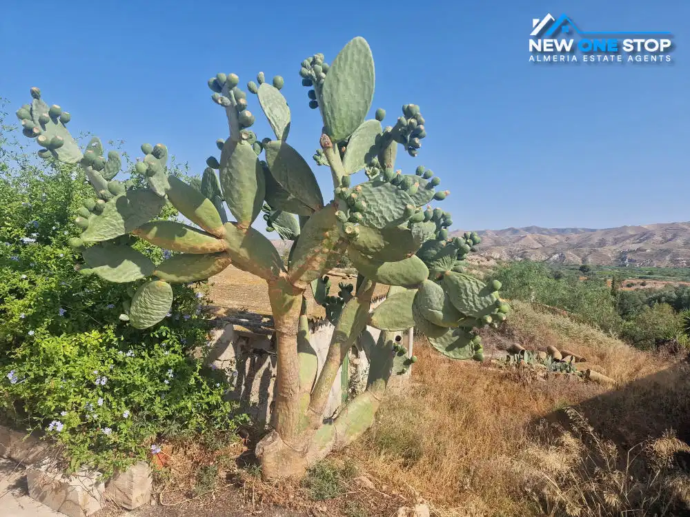Jardín de Finca rústica en venta en Cantoria con Aire acondicionado, Terraza y Trastero