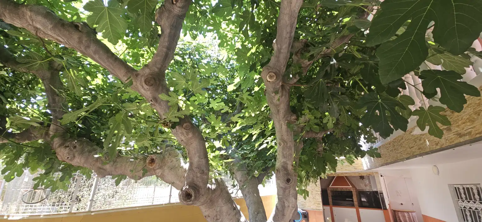 Jardín de Casa o chalet en venta en Molina de Segura con Terraza y Trastero