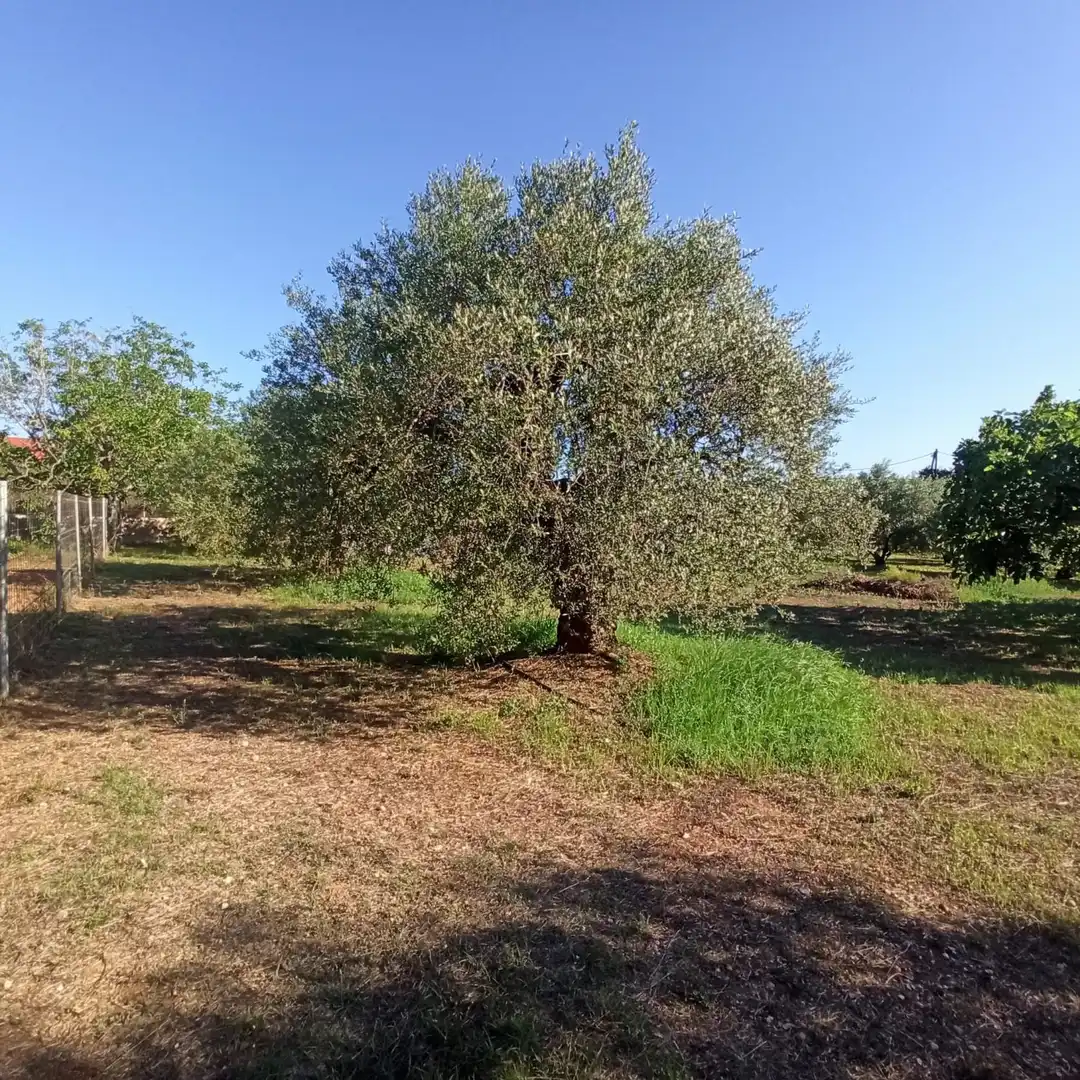 Finca rústica en venta en Reus