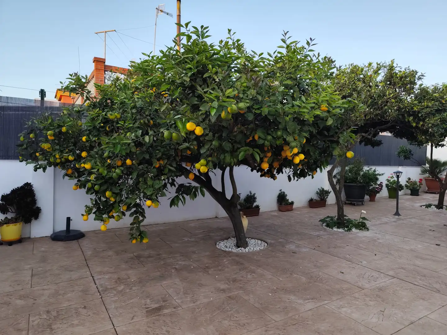 Jardí de Casa adosada de lloguer en Sanlúcar de Barrameda amb Aire condicionat, Calefacció i Terrassa