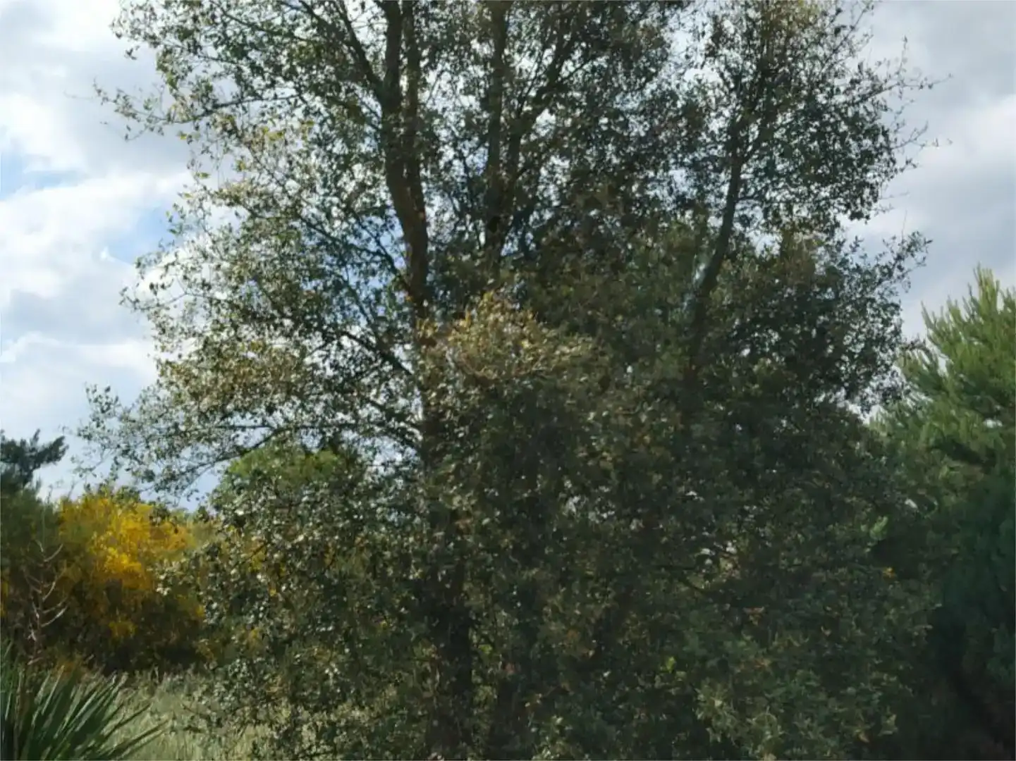Land for sale in Sandiás