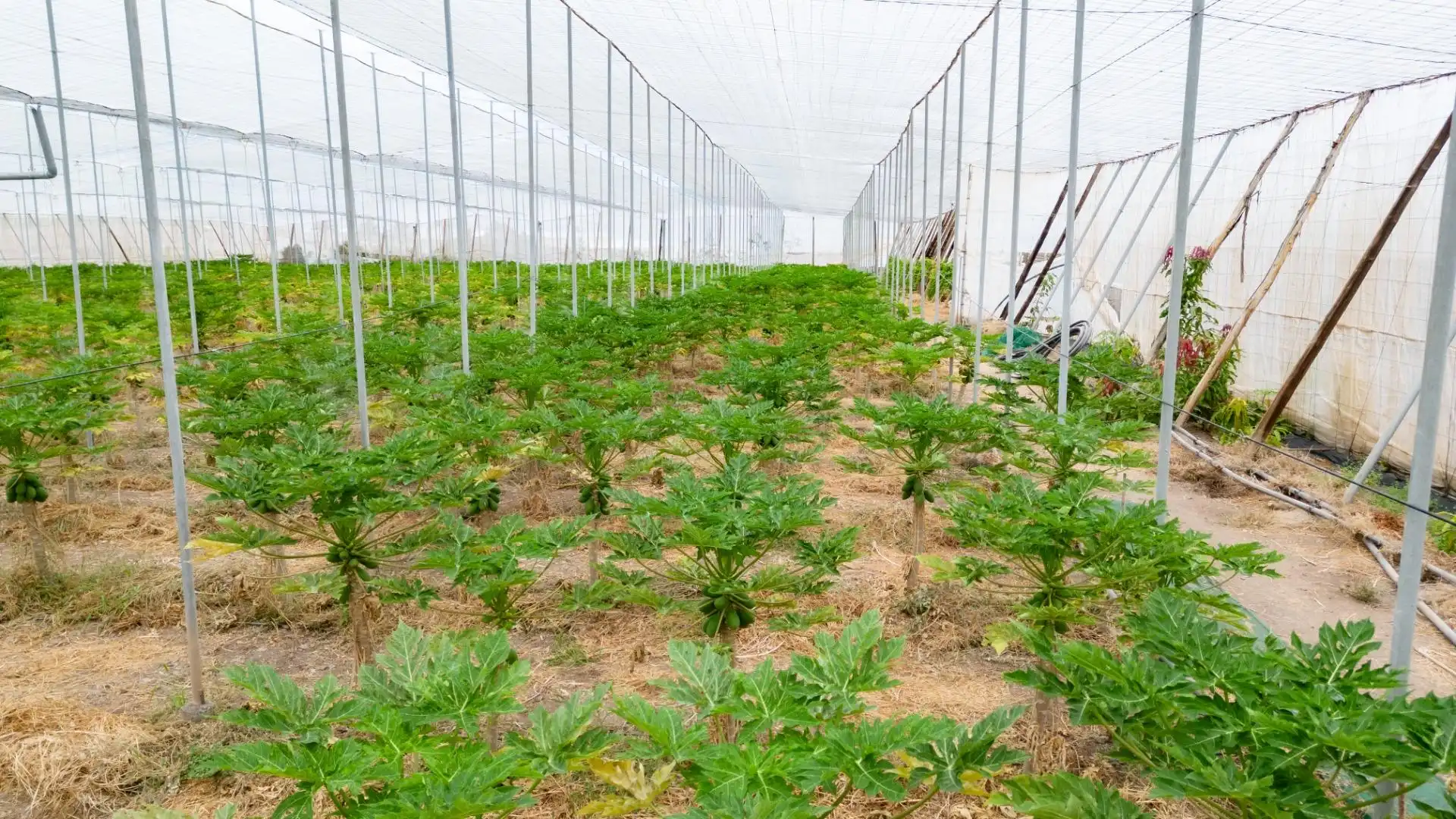 Jardín de Terreno en venta en San Cristóbal de la Laguna
