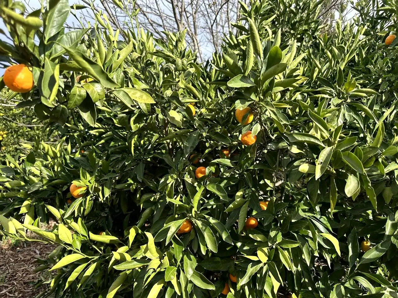 Jardí de Finca rústica en venda en El Tanque