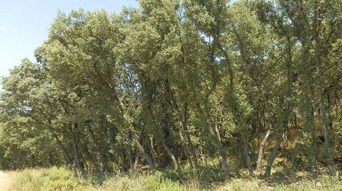 finca en venta 118 has. recreo a 130 km. de Madrid en Guadalajara, immagine 2