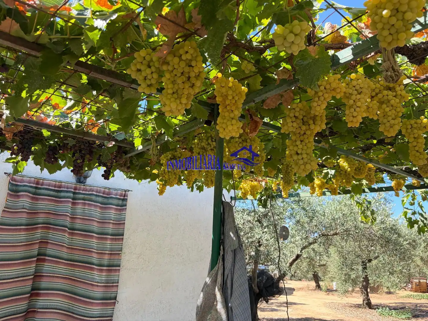 Jardí de Finca rústica en venda en Adamuz