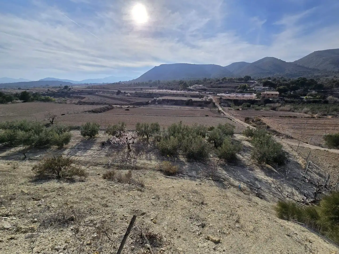 Rural land for sale in Novelda