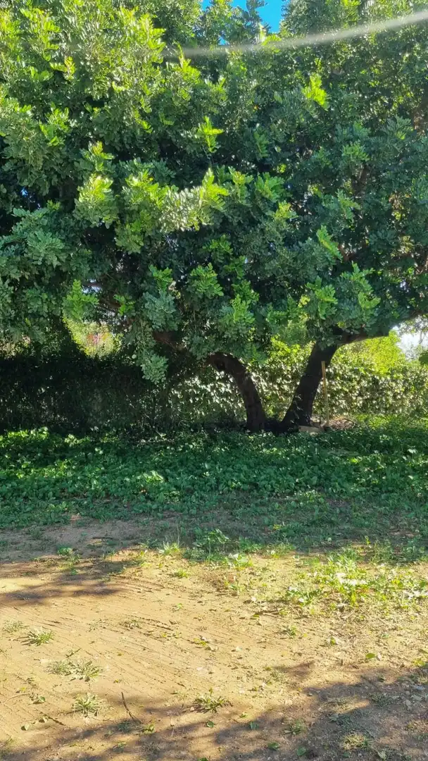 Finca rústica en venta en Selva, Illes Balears