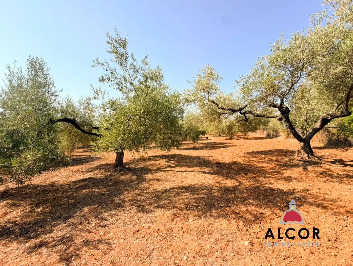 Finca rústica en venta en Peñíscola / Peníscola