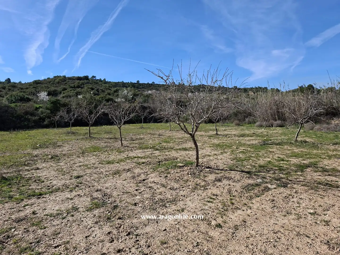 Land for sale in Fabara