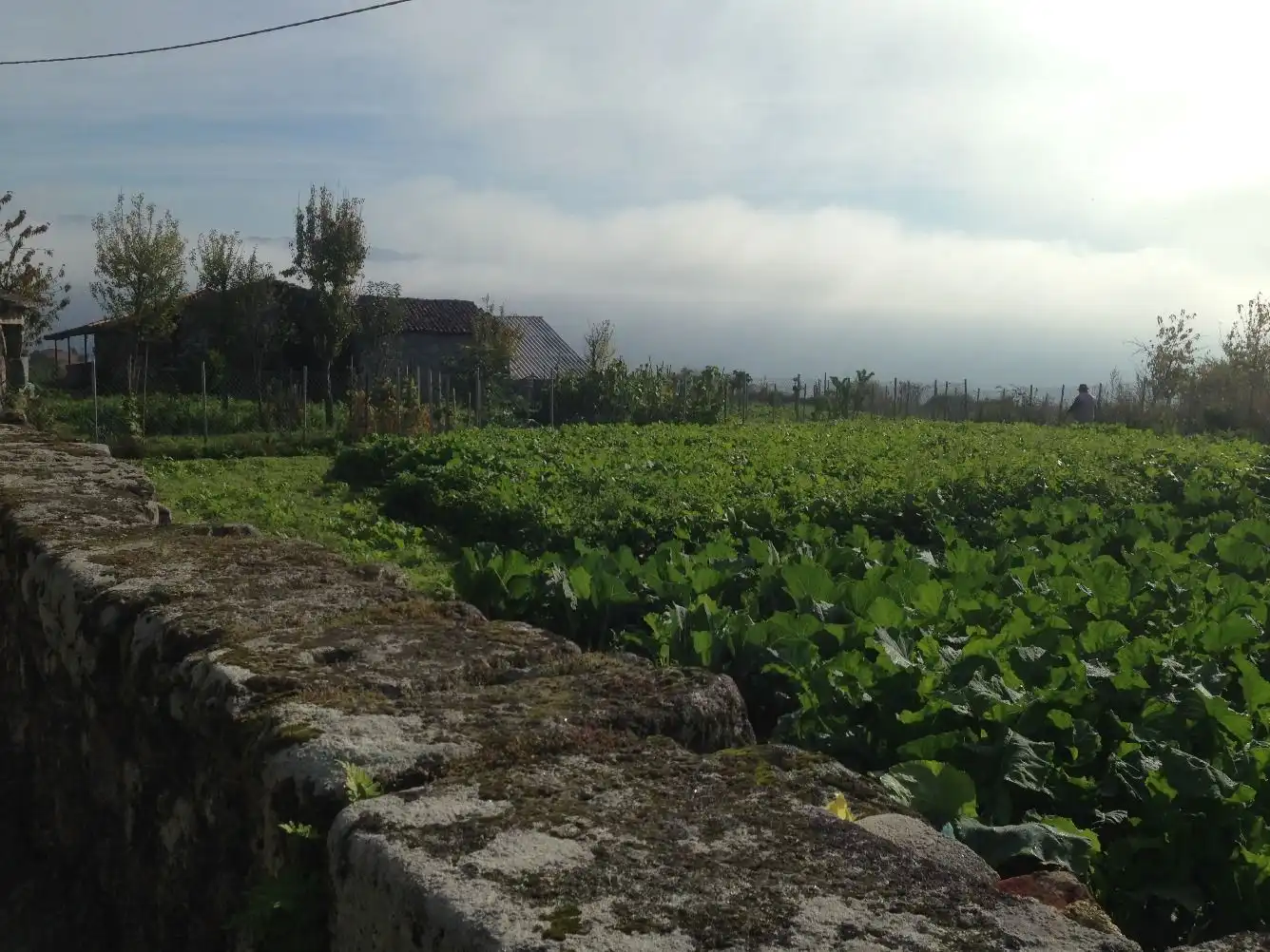 Terrenos y solares en venta en Coles, imagen 8