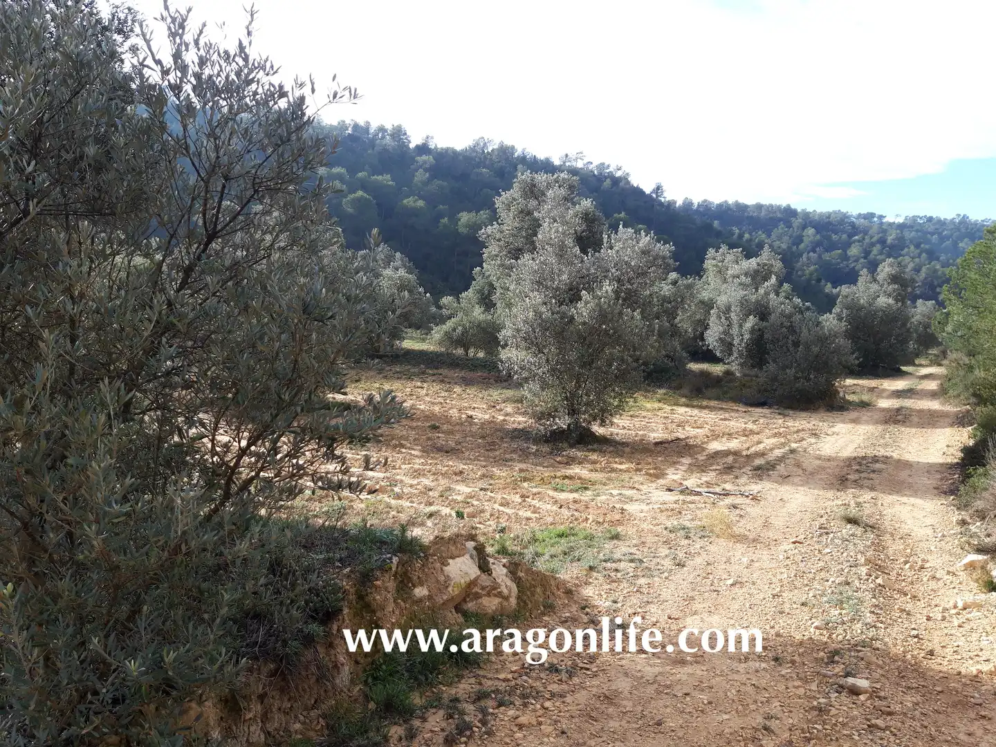 Finca rústica en venta en Batea