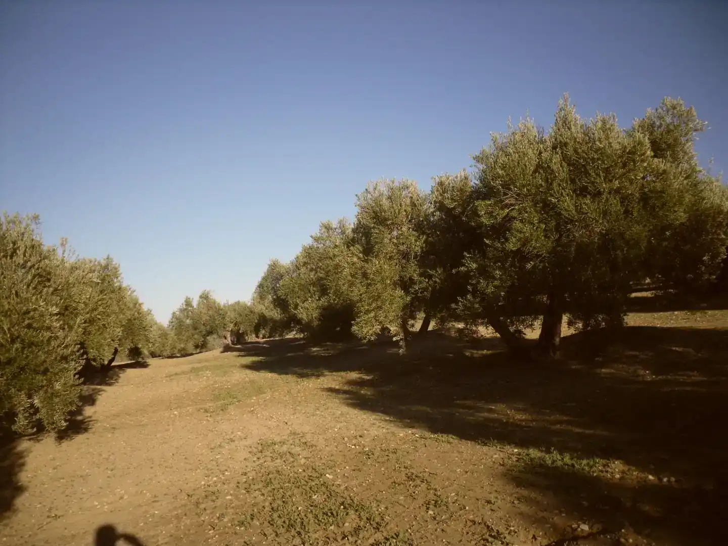 Terreno en venta en Lahiguera