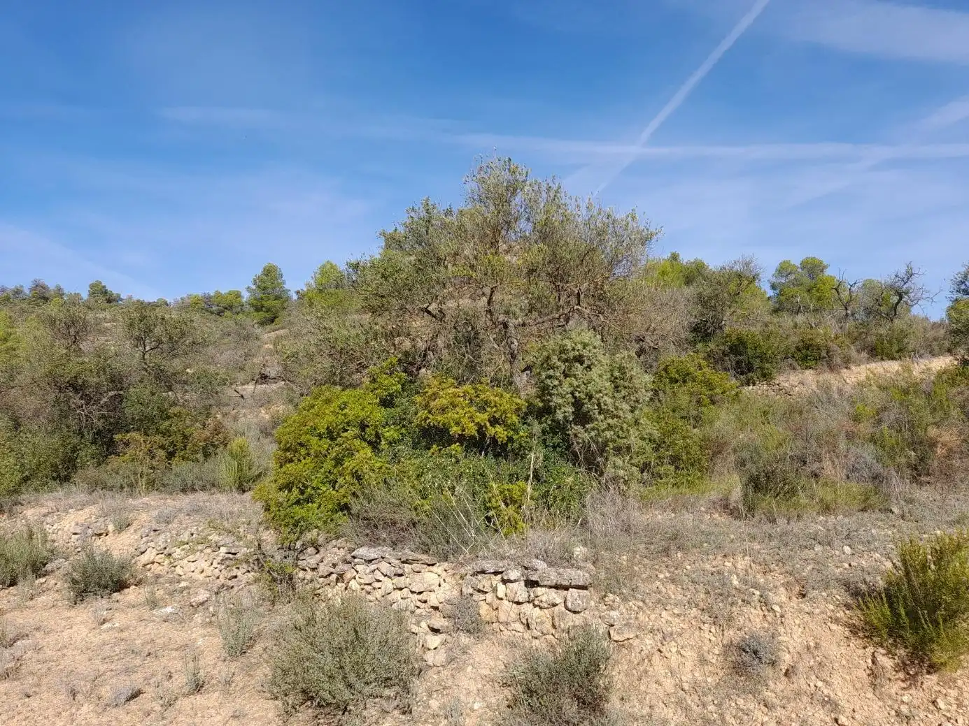 Land for sale in La Palma d'Ebre