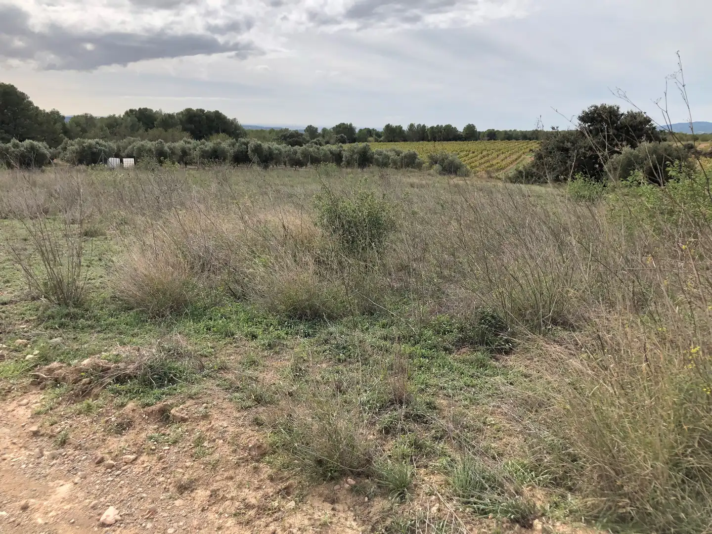 Terreno rústico en venta en Partida Alborada 1, imagen 16