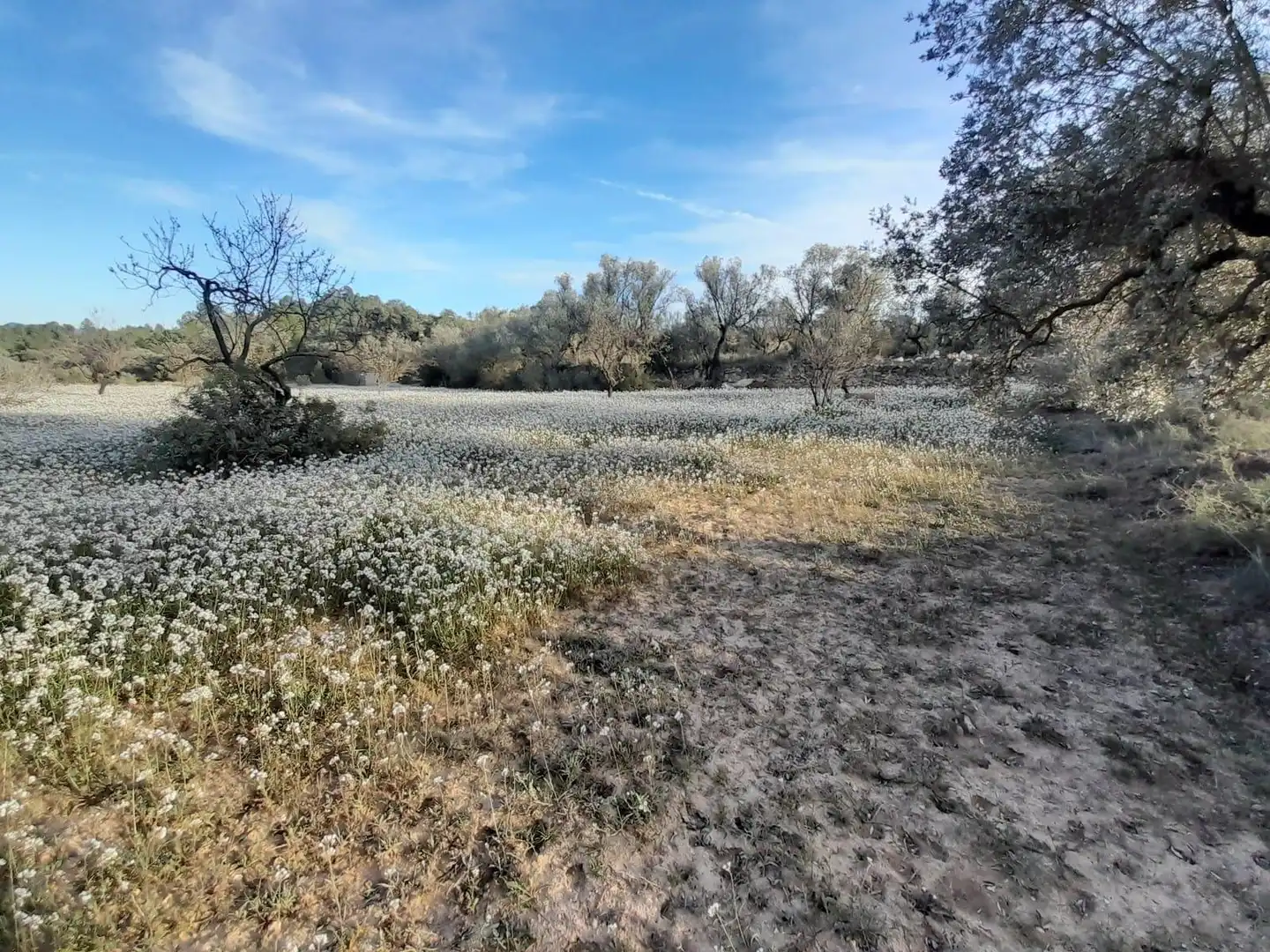 Rural land for sale in Ascó, imagen 8