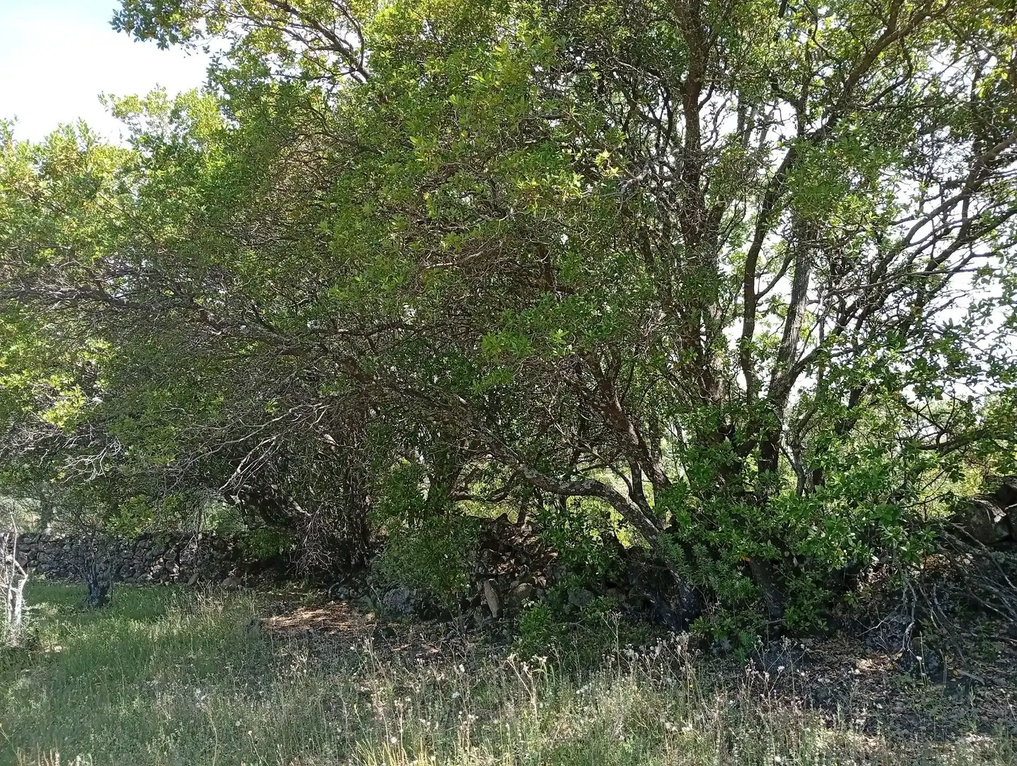 Terreni e lotti in vendita a Villanueva de la Vera, imagen 100