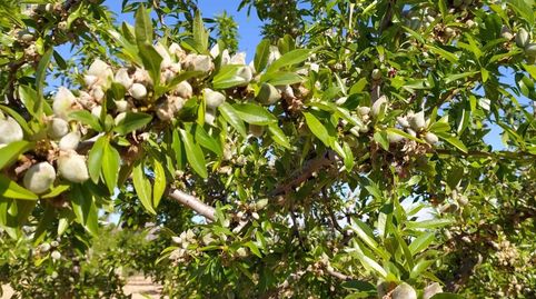 Photo 3 of Country homes for sale in Yecla, Murcia