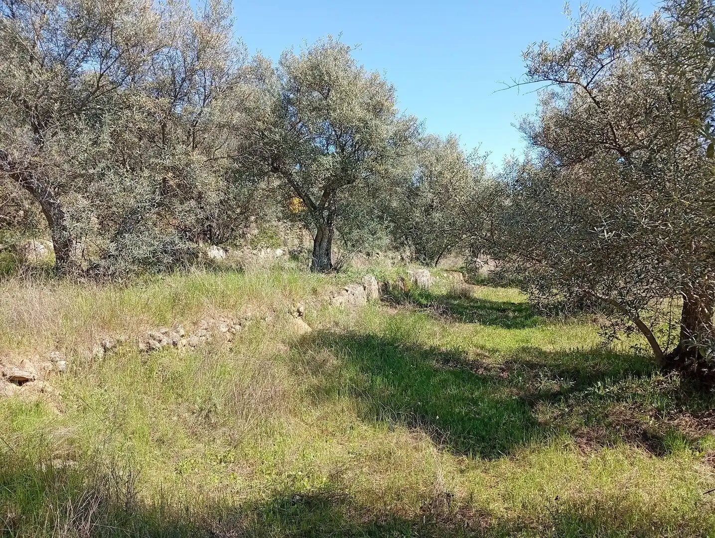 Terreni e lotti in vendita a Valverde de la Vera, imagen 44