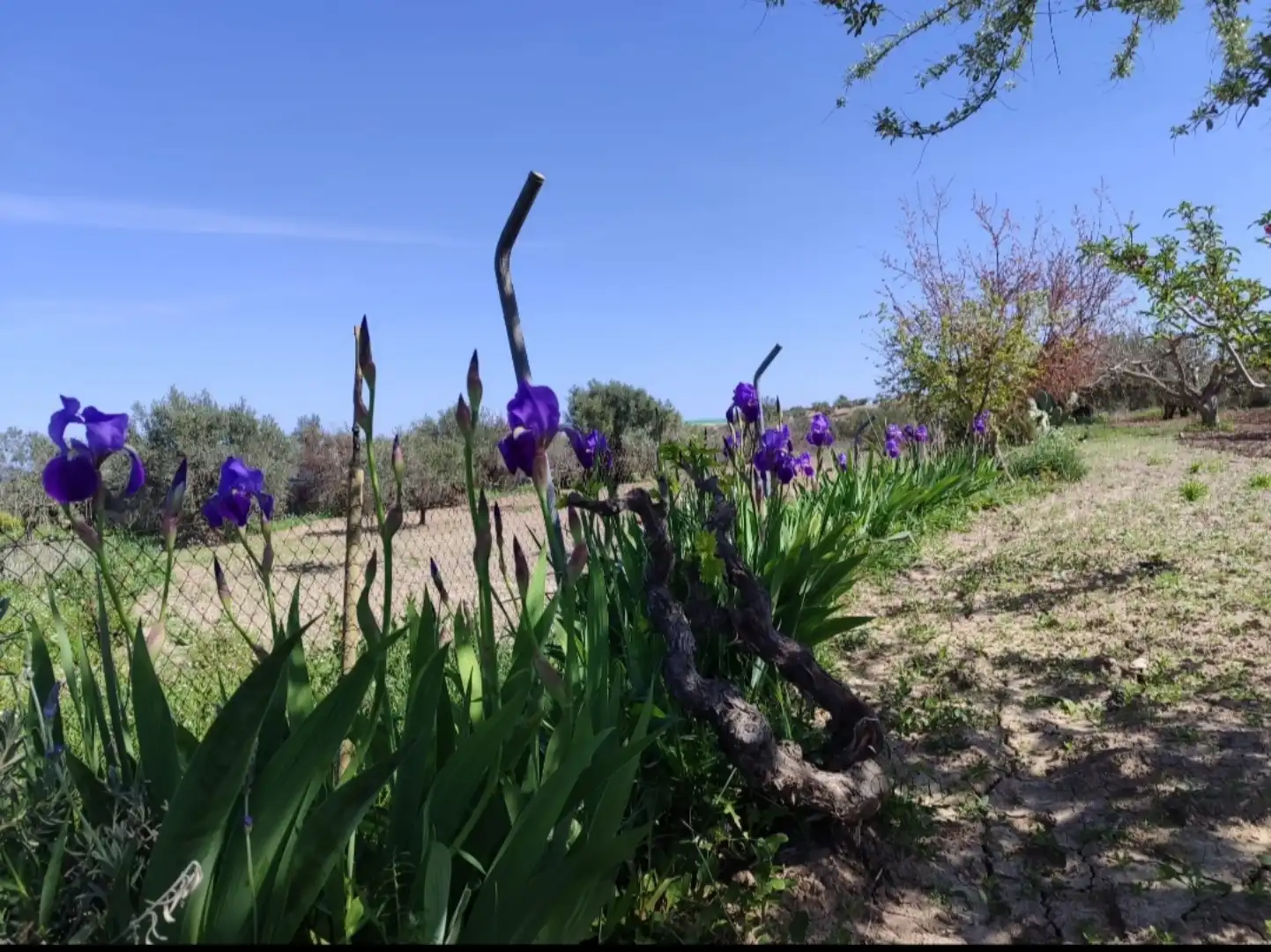 Garden of Country homes for sale in Bullas