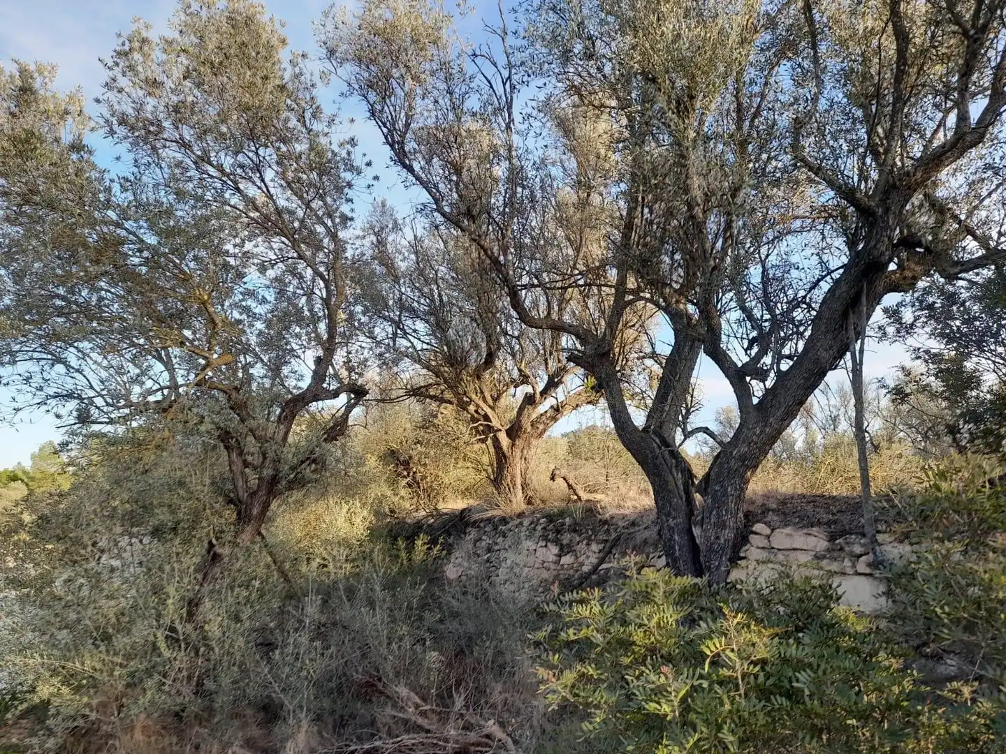 Rural land for sale in Ascó, imagen 11