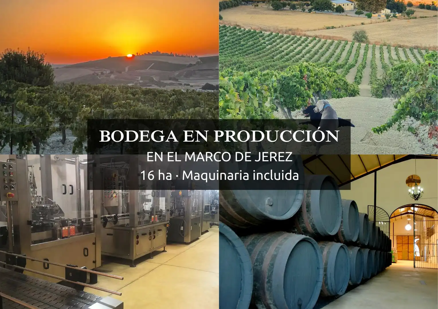 Rural land for sale in Santiago - Coronación