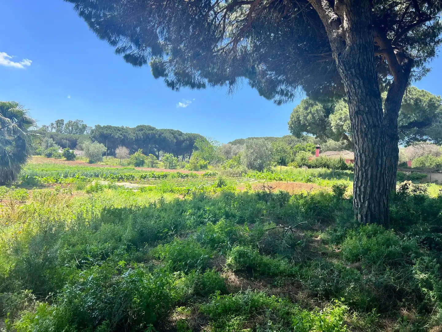 Casa rústica en venda a Vejer, imagen 11