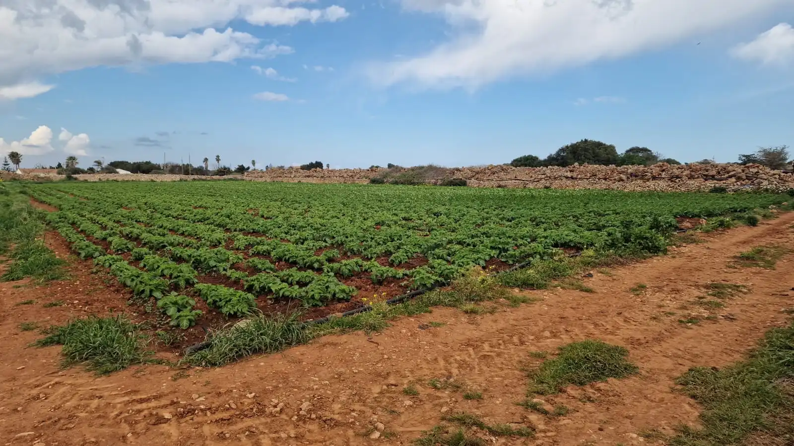 Rural land for sale in Ciutadella, imagen 12