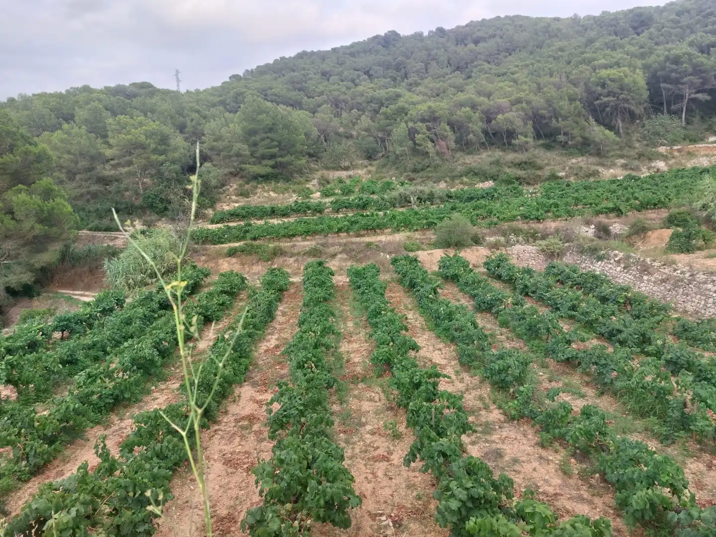 Rustikales Grundstück zum Verkauf in Carretera Albinyana 7, imagen 2
